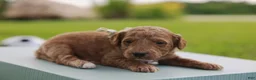 Mini Goldendoodle dogs for sale: Coleman - Ad 9