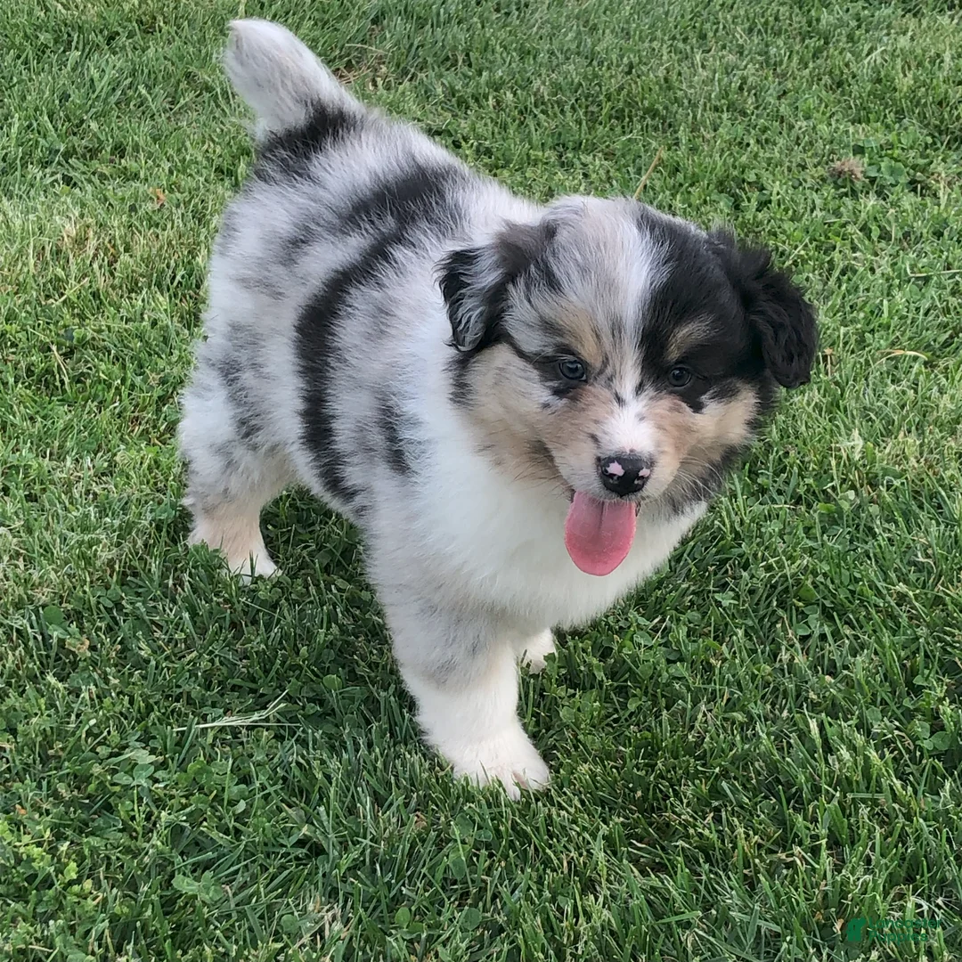 Australian Shepherd dogs for sale: Bob  - Ad 3