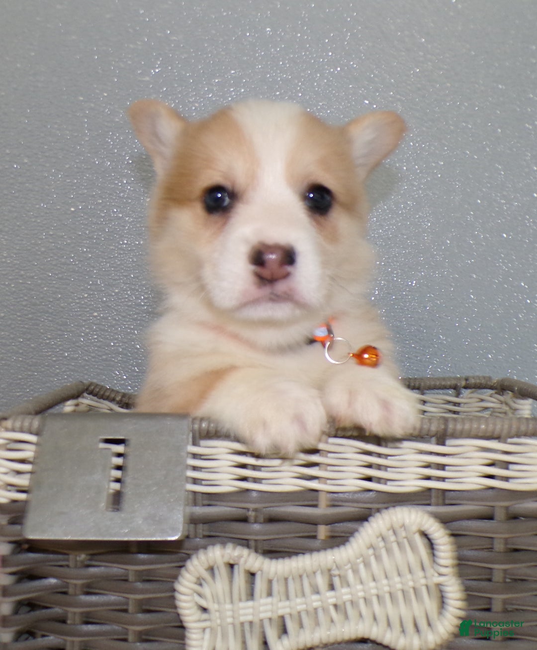 Welsh Corgi Pembroke dogs for sale: Welsh Corgi Pembroke Puppy 2 Leo - Ad 3
