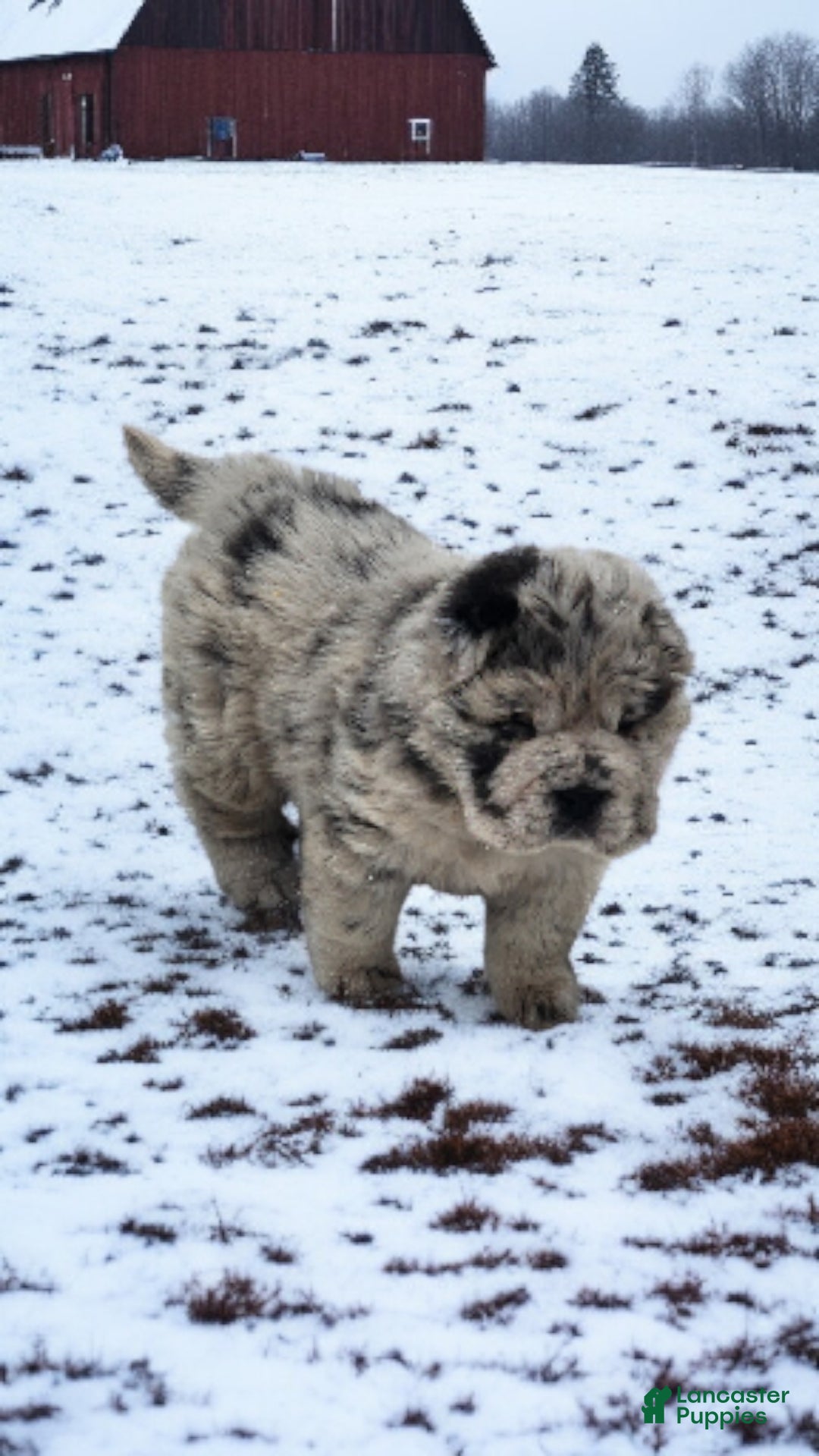 Shar Pei dogs for sale: Mabel merle mini Bear  - Ad 6