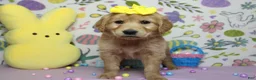 Golden Retriever dogs for sale: AnnaBelle - Ad 7