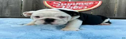 English Bulldog dogs for sale: Danna - Ad 3