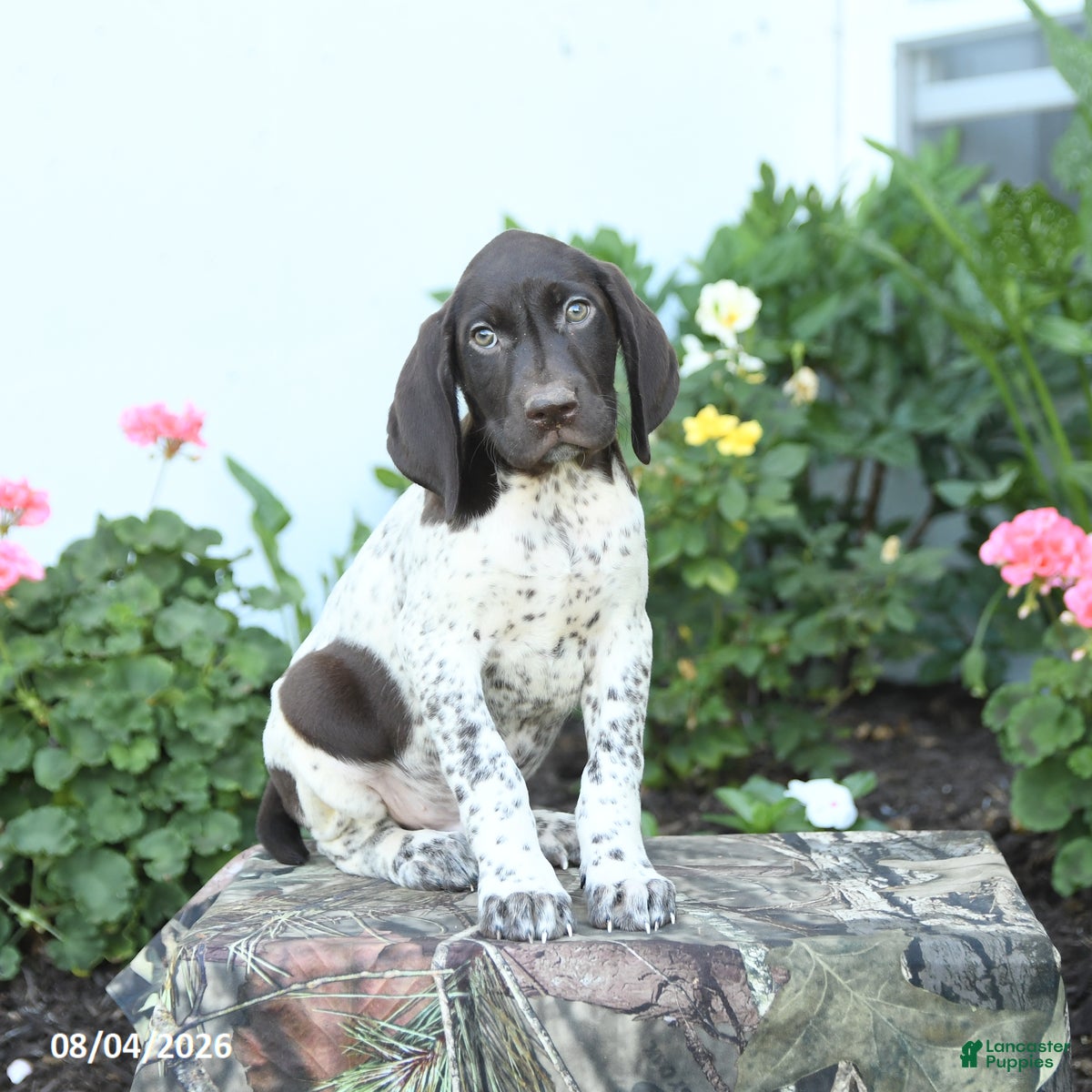German Shorthaired Pointer dogs Drake - Ad 1