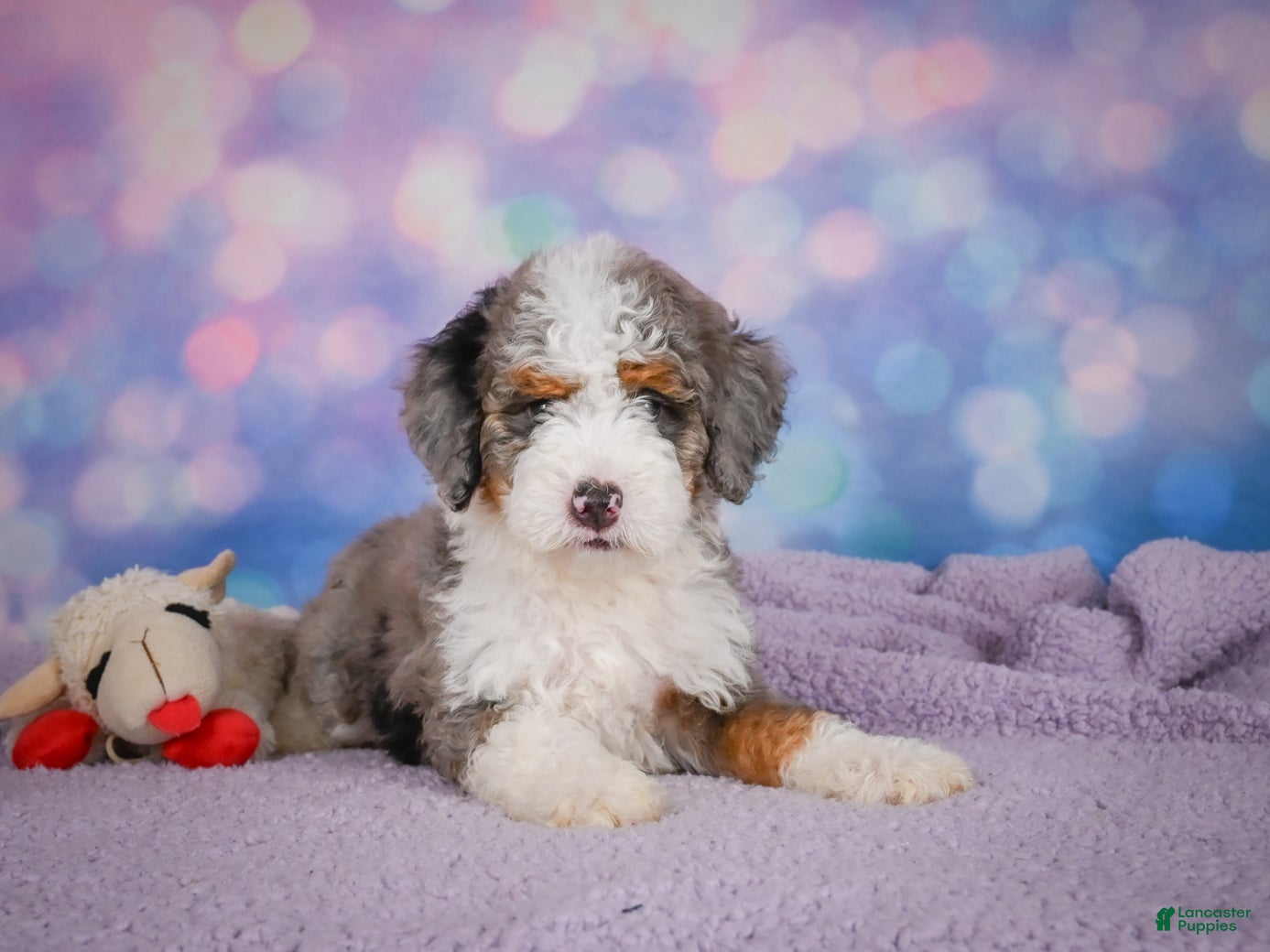Mini Bernedoodle dogs Sandy - Ad 2