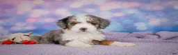 Mini Bernedoodle dogs for sale: Sandy - Ad 2