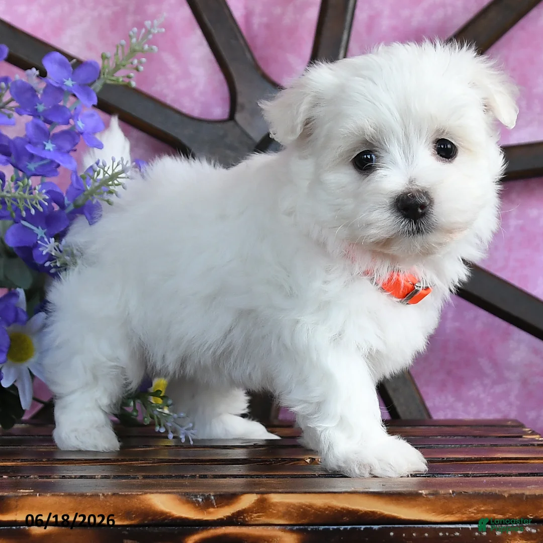 Maltese dogs for sale: Opal - Ad 2