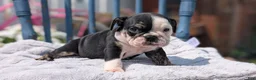 English Bulldog dogs for sale: Zoey - Ad 3