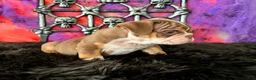 English Bulldog dogs for sale: Nugget - Ad 6