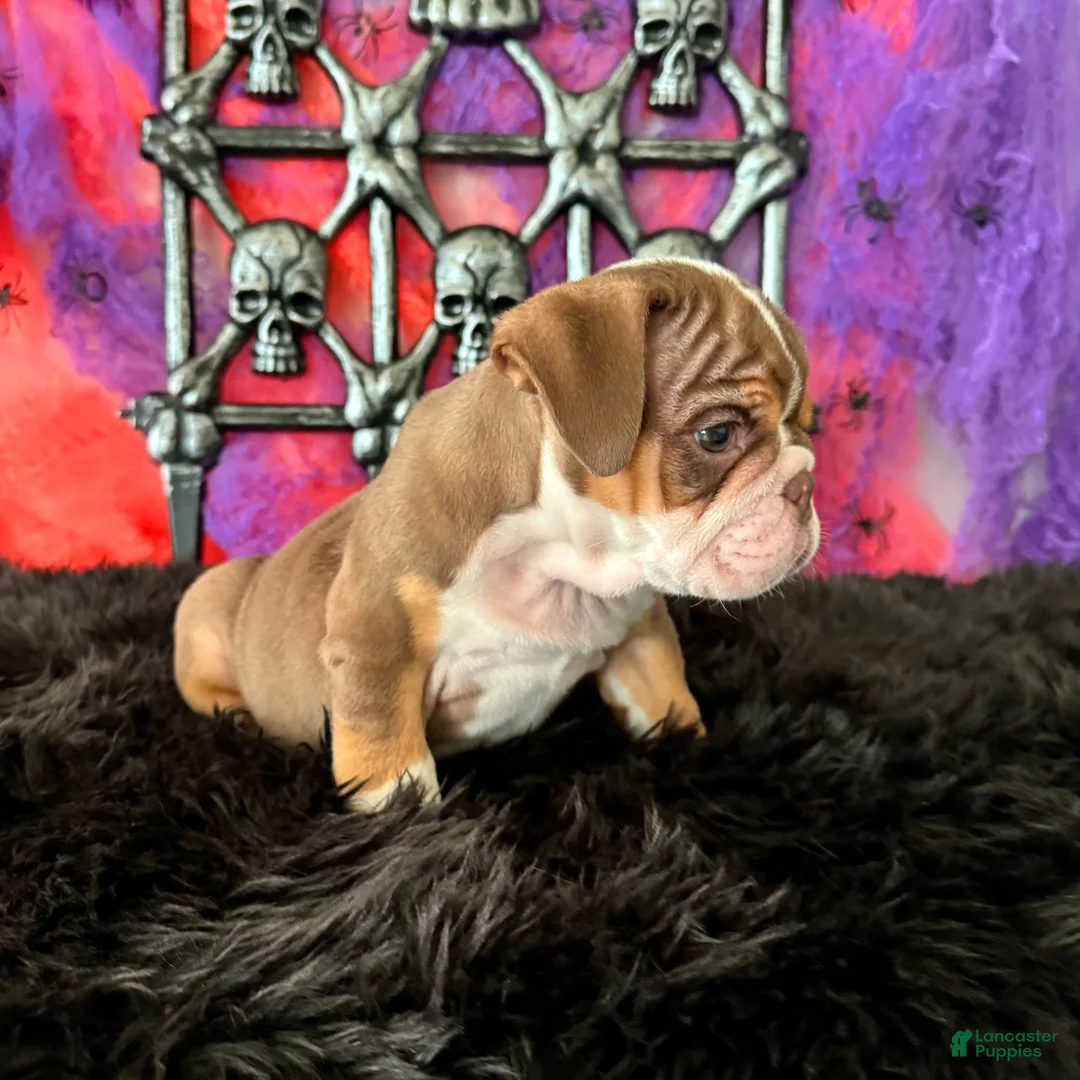 English Bulldog dogs for sale: Nugget - Ad 6