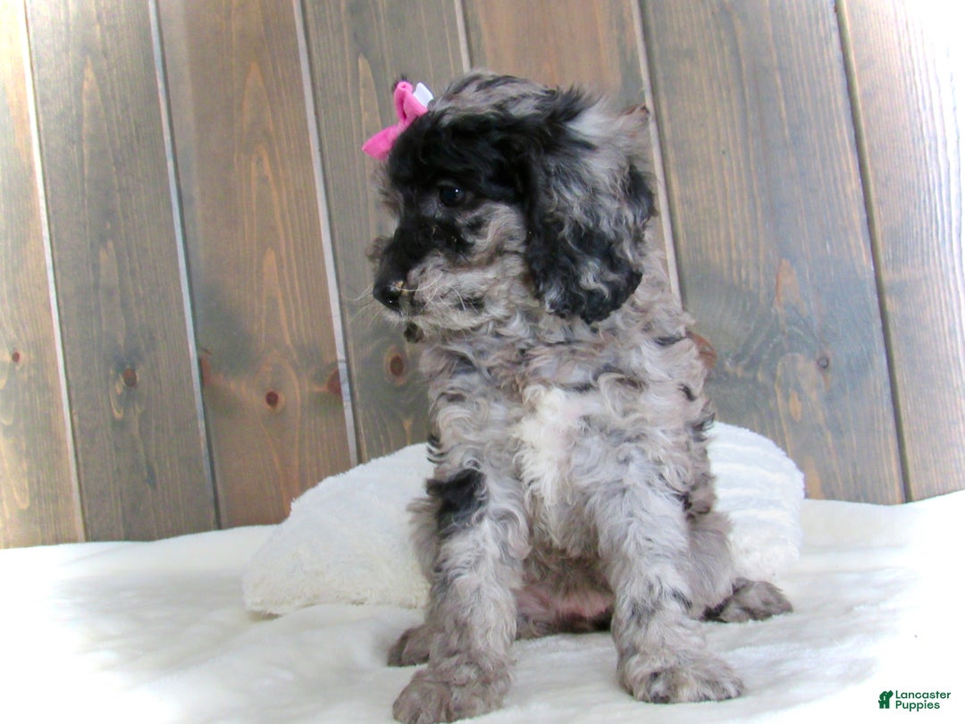 Mini Goldendoodle dogs for sale: Ellie - Ad 4