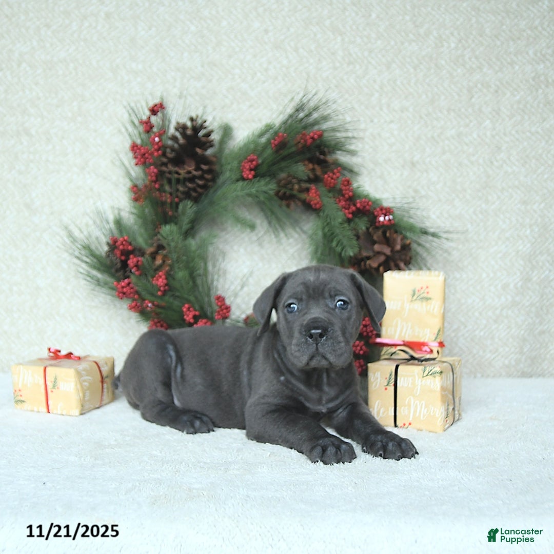 Cane Corso dogs for sale: Nova - Ad 10