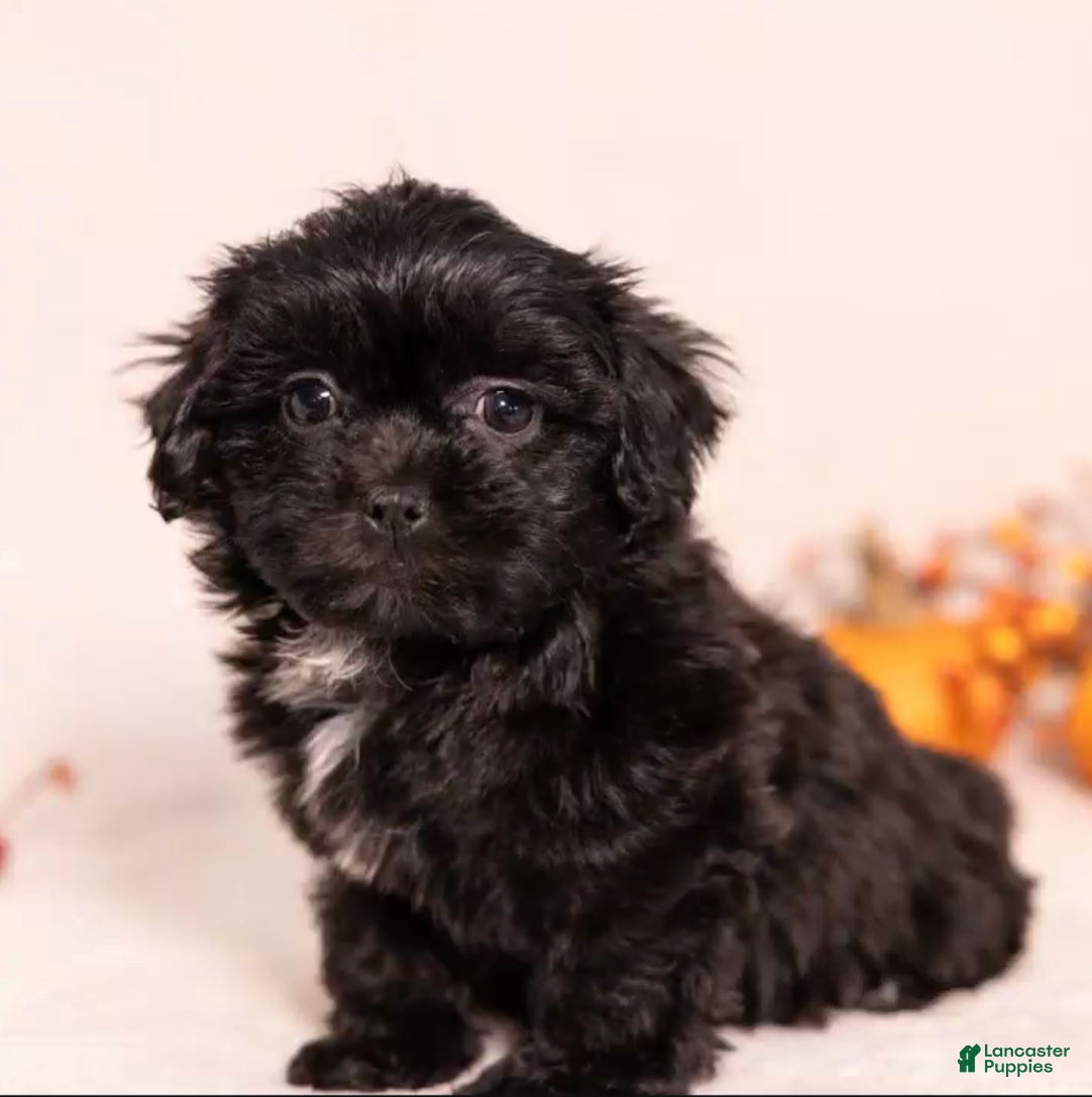 Teddy Bear dogs for sale: Maxwell - Ad 1