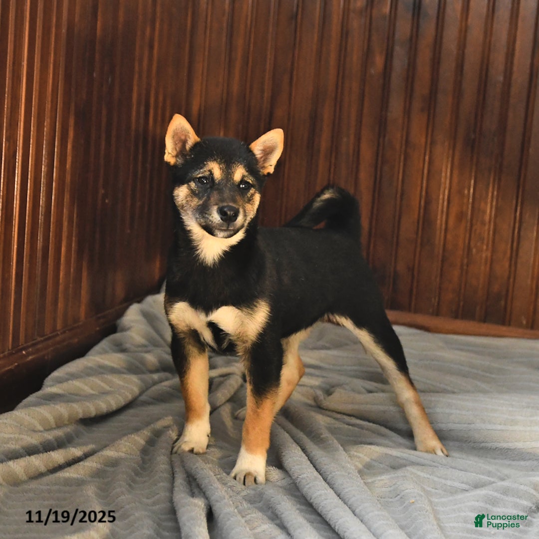 Shiba Inu dogs for sale: Veronica - Ad 2
