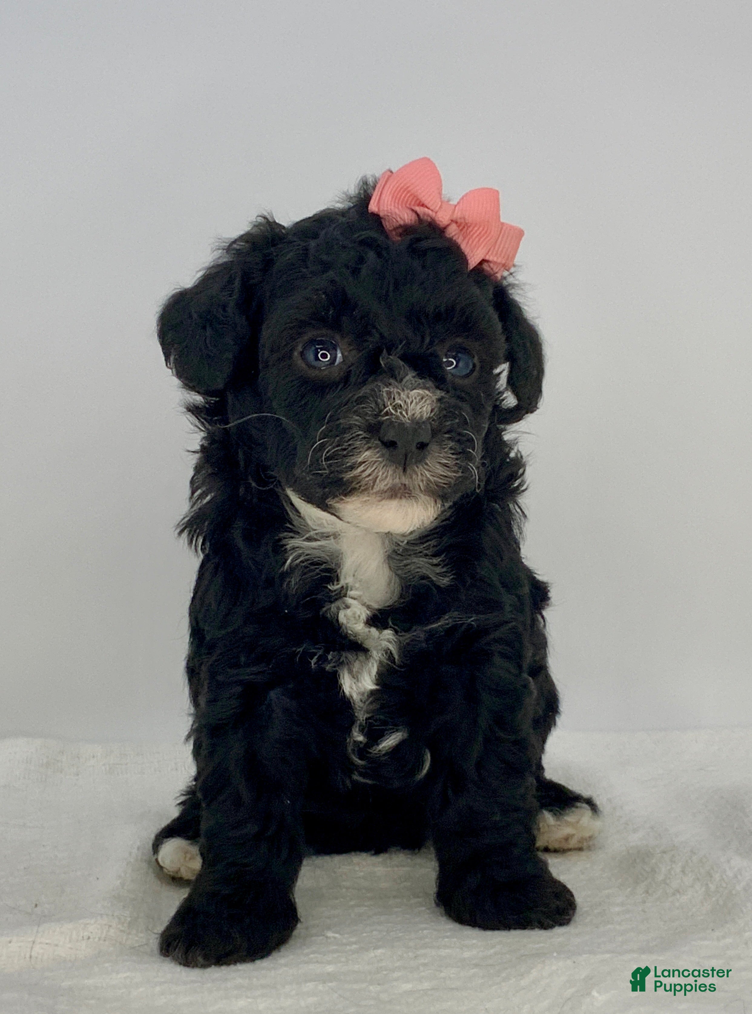 Toy Poodle dogs Juliet - Ad 2