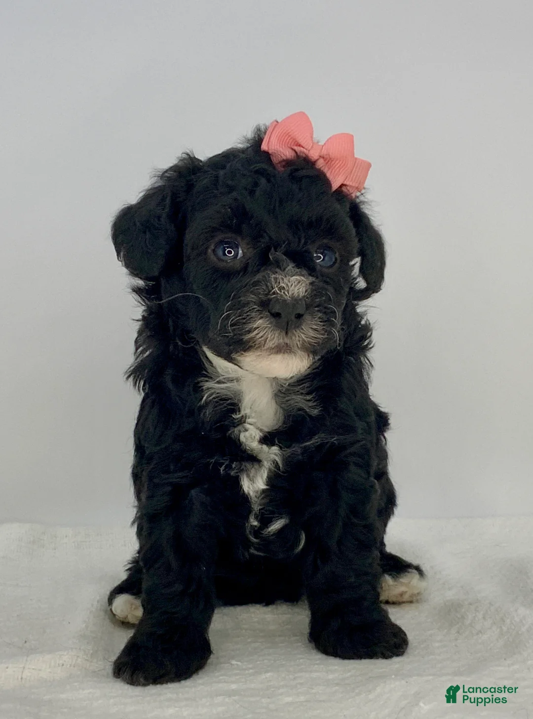 Toy Poodle dogs for sale: Juliet - Ad 2