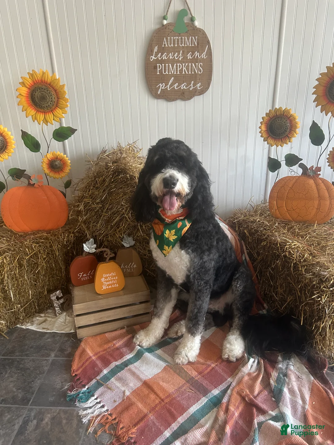 Bernedoodle dogs for sale: Australian Mountain Doodle Fuller - Ad 7