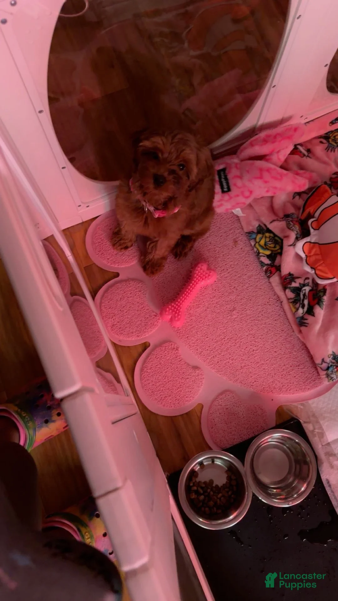Shihpoo dogs for sale: Shihpoo 1 - Ad 2