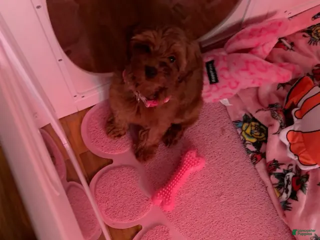 Shihpoo dogs Shihpoo 1 - Ad 2