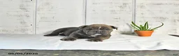 English Bulldog dogs for sale: Poppy - Ad 3