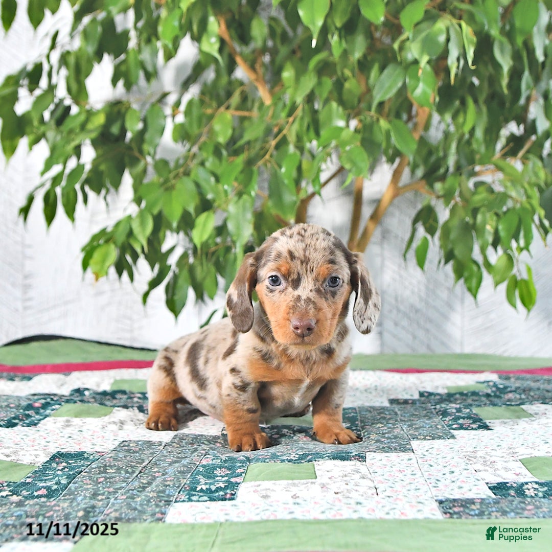 Miniature Dachshund dogs for sale: Eddy - Ad 2