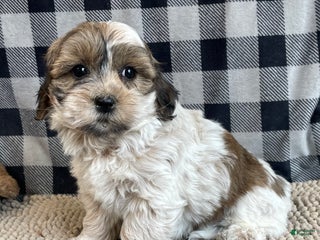 Coton De Tulear dogs - Ad 11