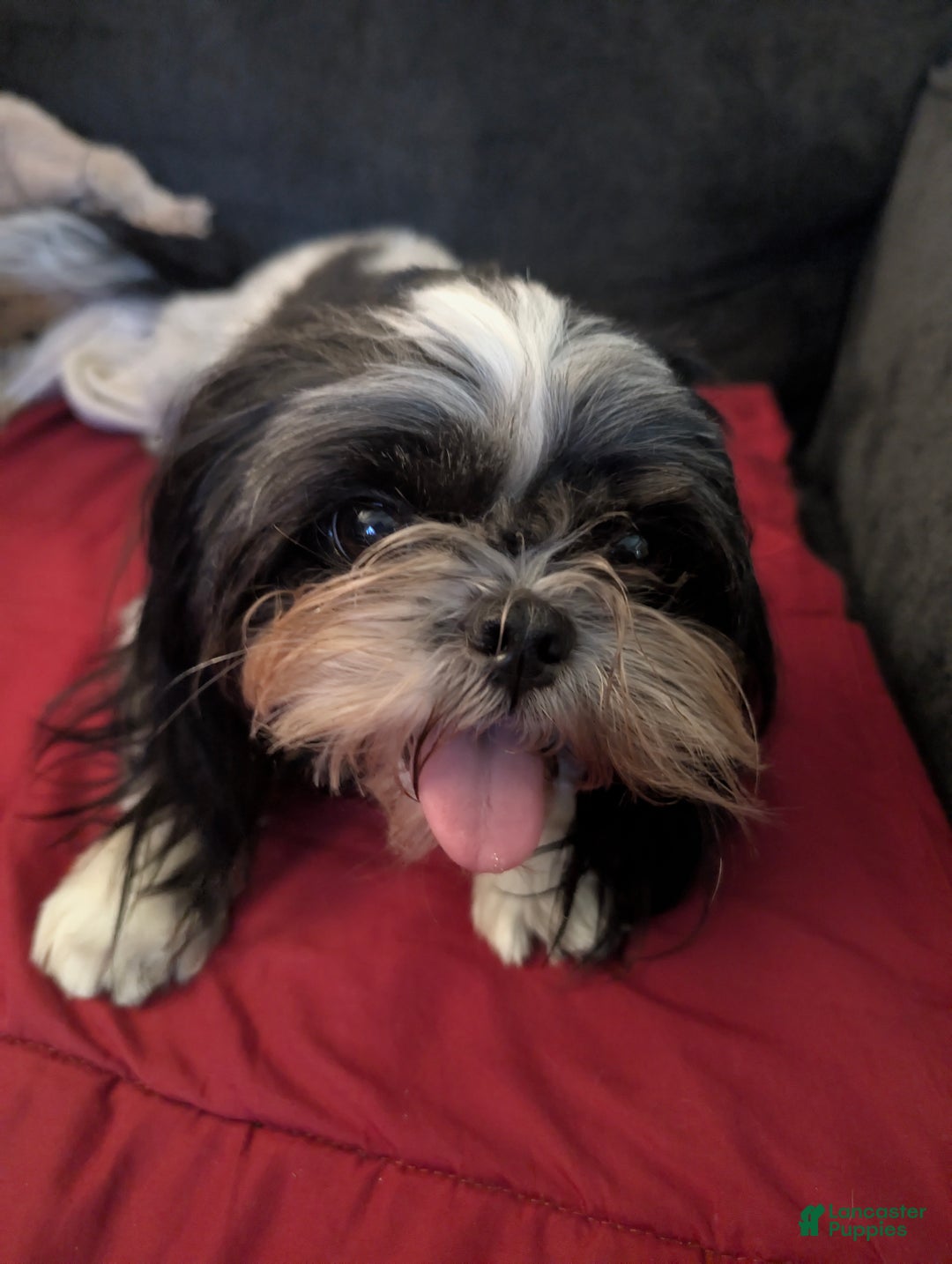 Shih Tzu dogs for sale: Shih Tzu Puppy 3 - Ad 7