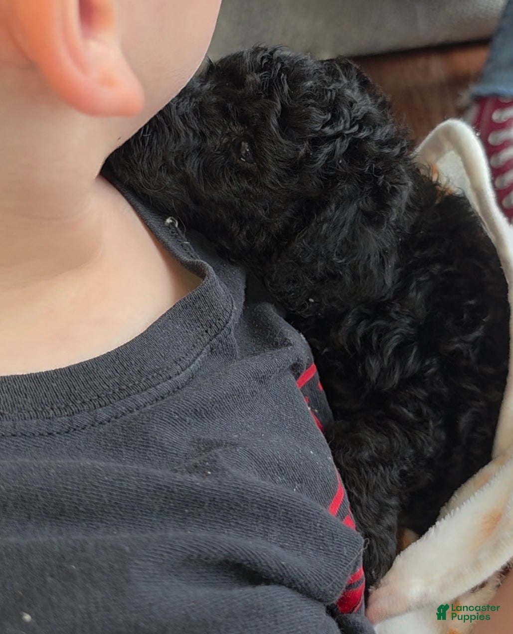 Goldendoodle dogs Mini Goldendoodle Male - Ad 2