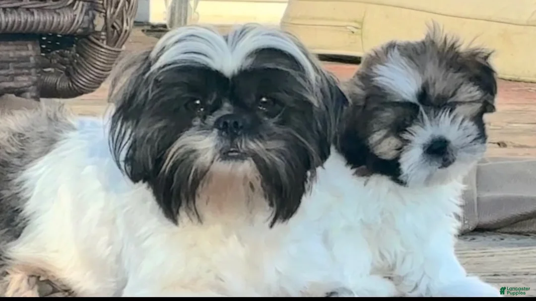 Shih Tzu dogs for sale: Shih Tzu 2 - Ad 2