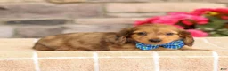 Miniature Dachshund dogs for sale: Marley - Ad 4