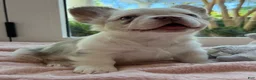 French Bulldog dogs for sale: French Bulldog Puppy 3 - Ad 3