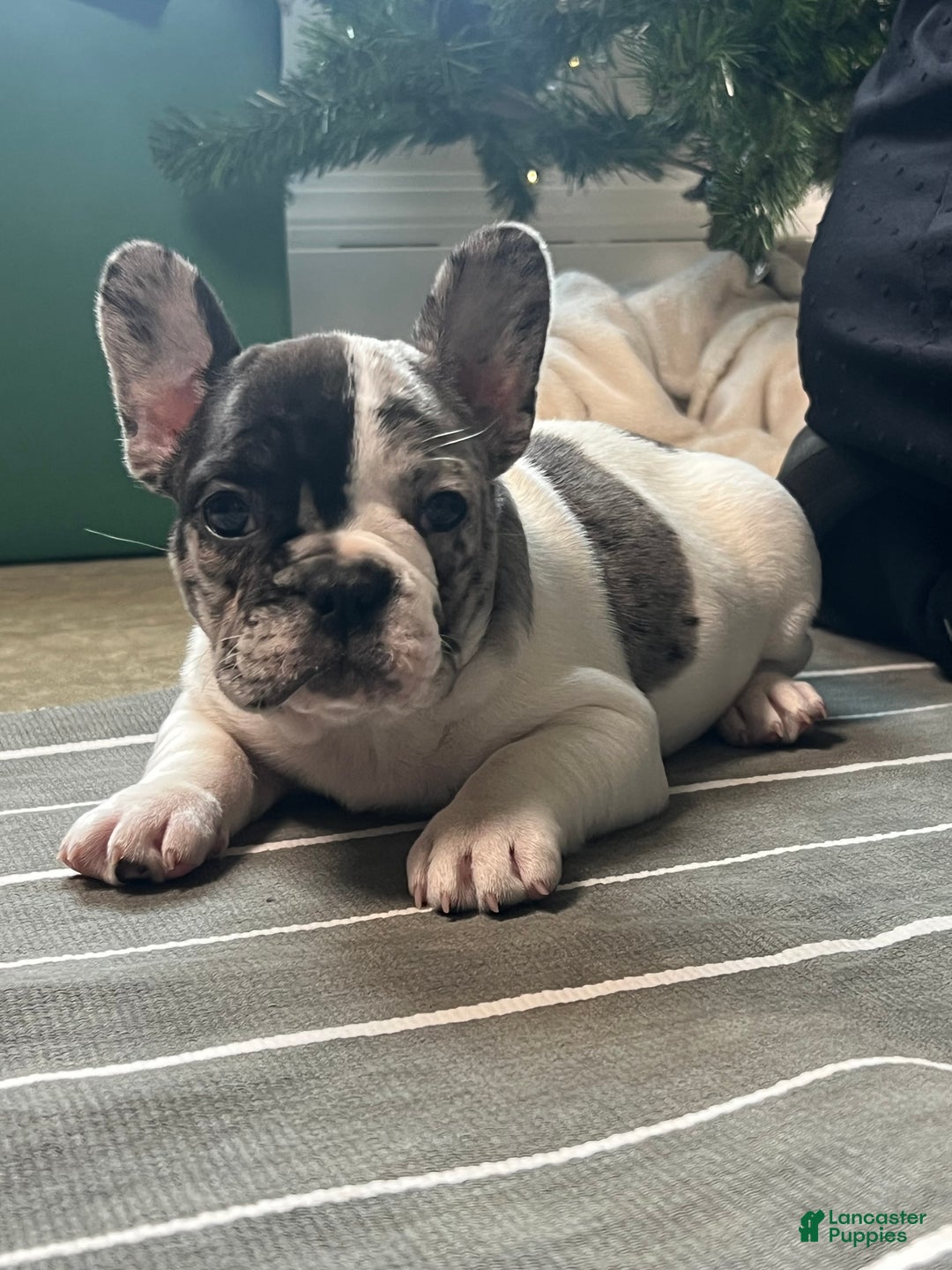 French Bulldog dogs for sale: Piper - Ad 15