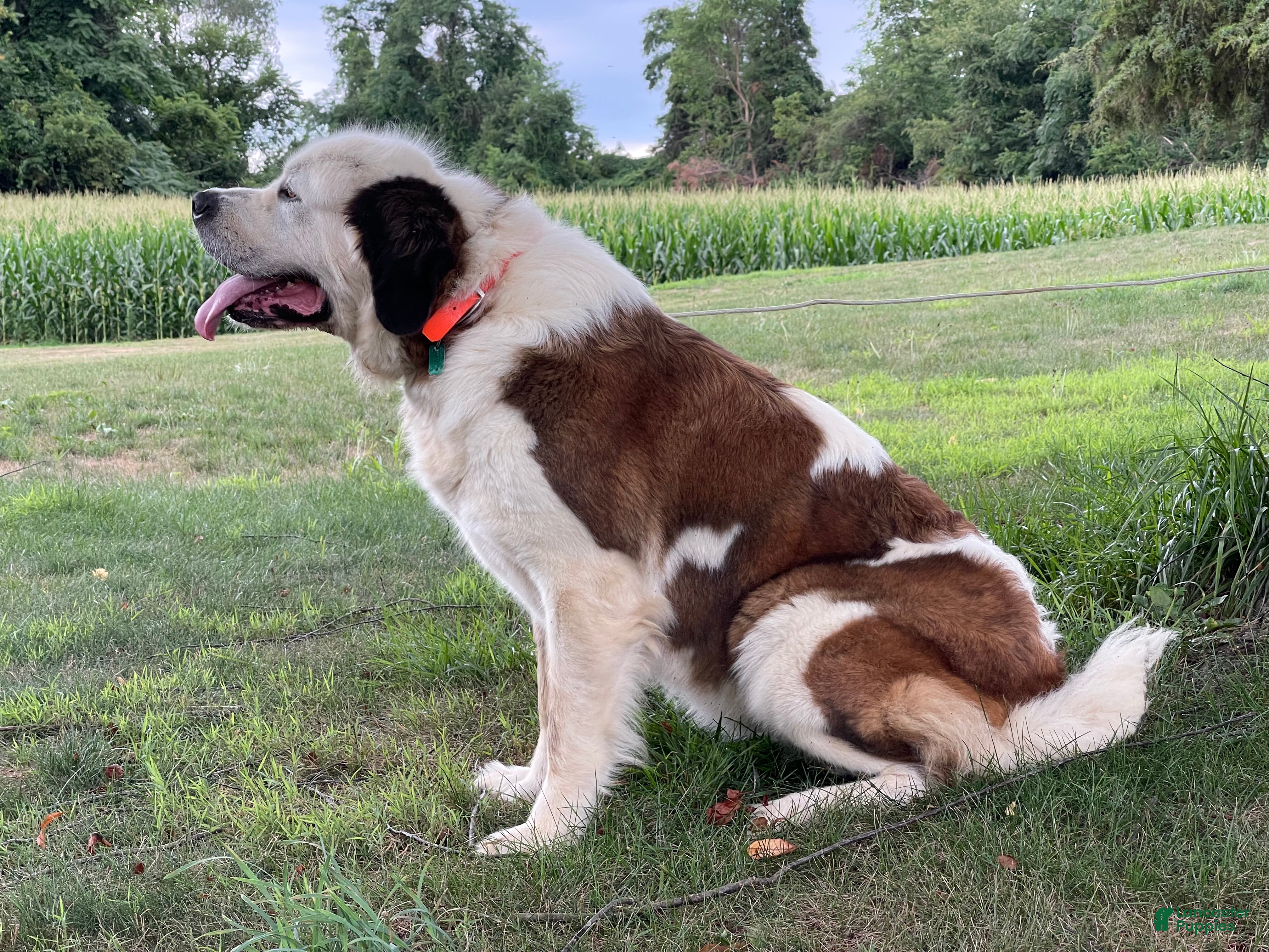 Saint Bernard dogs AKC Halo - Ad 1