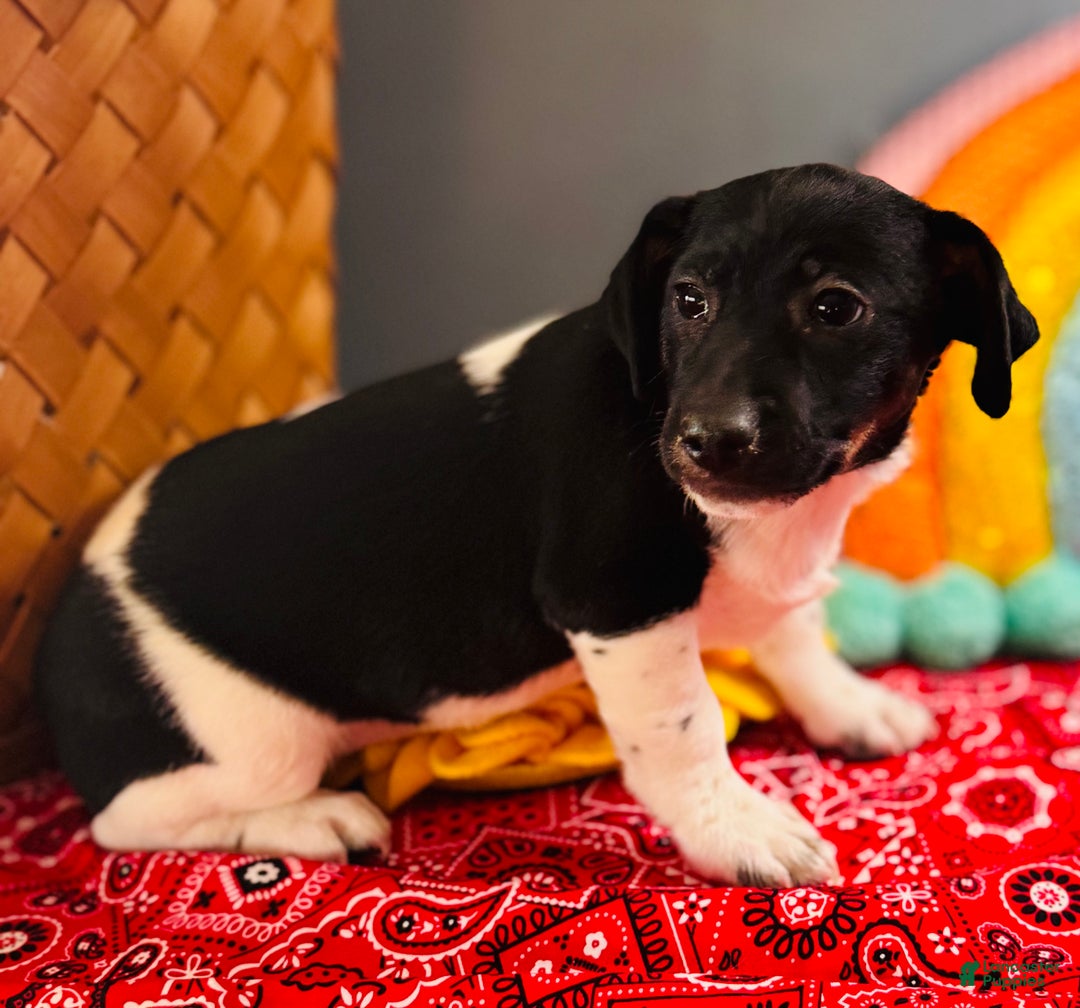 Jack Russell Terrier dogs for sale: Travis  - Ad 5