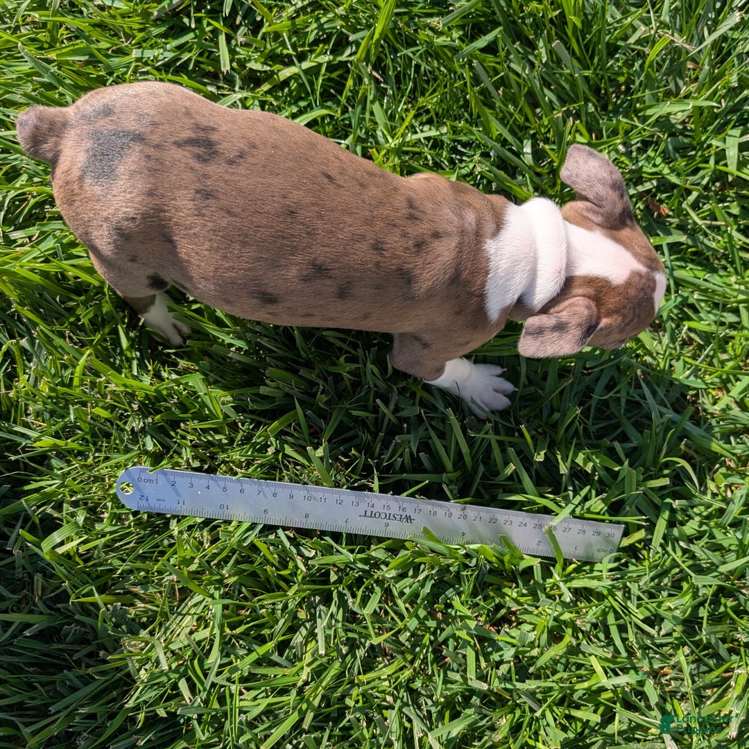 Boston Terrier dogs for sale: Lavender - Ad 10