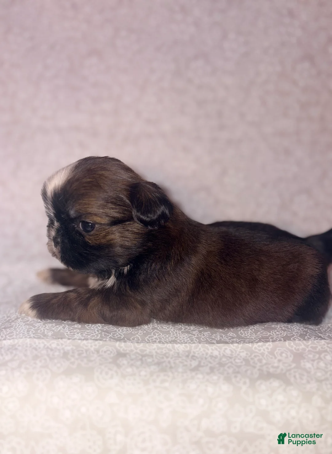 Shih Tzu dogs for sale: Scuttle - Ad 4