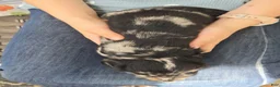 Miniature Dachshund dogs for sale: Hazel  - Ad 6