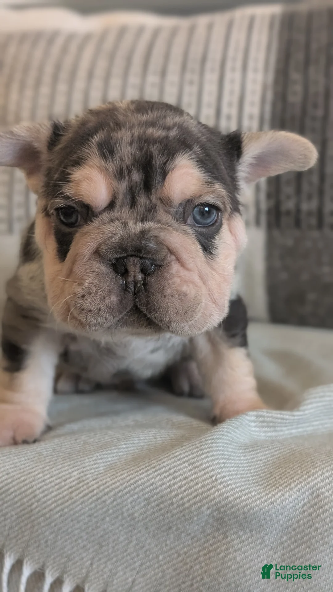 French Bulldog dogs for sale: Rocco - Ad 8