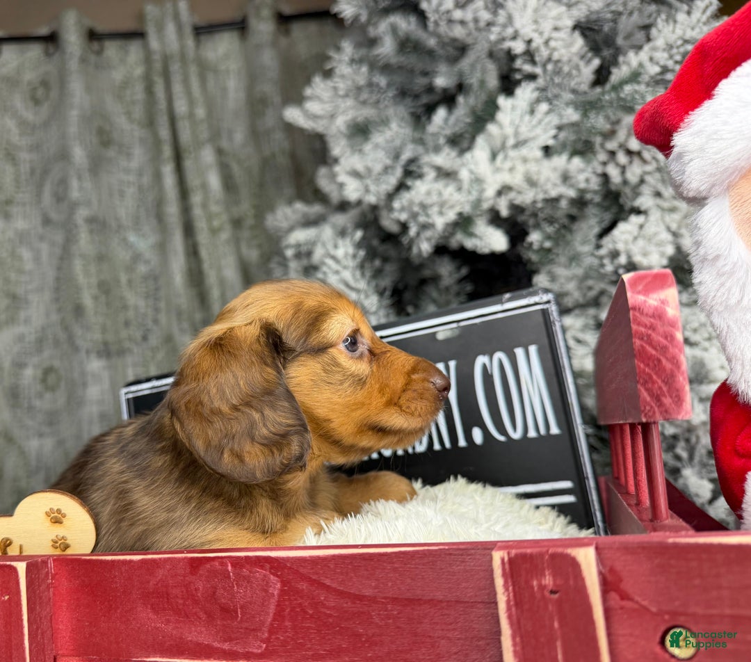 Miniature Dachshund dogs for sale: Green eyes- South african - Ad 19