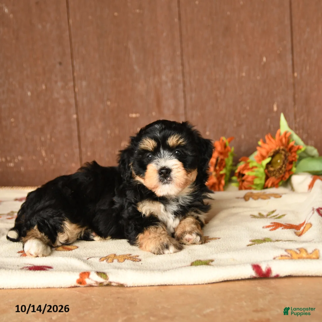 Mini Bernedoodle dogs for sale: Kelly - Ad 2