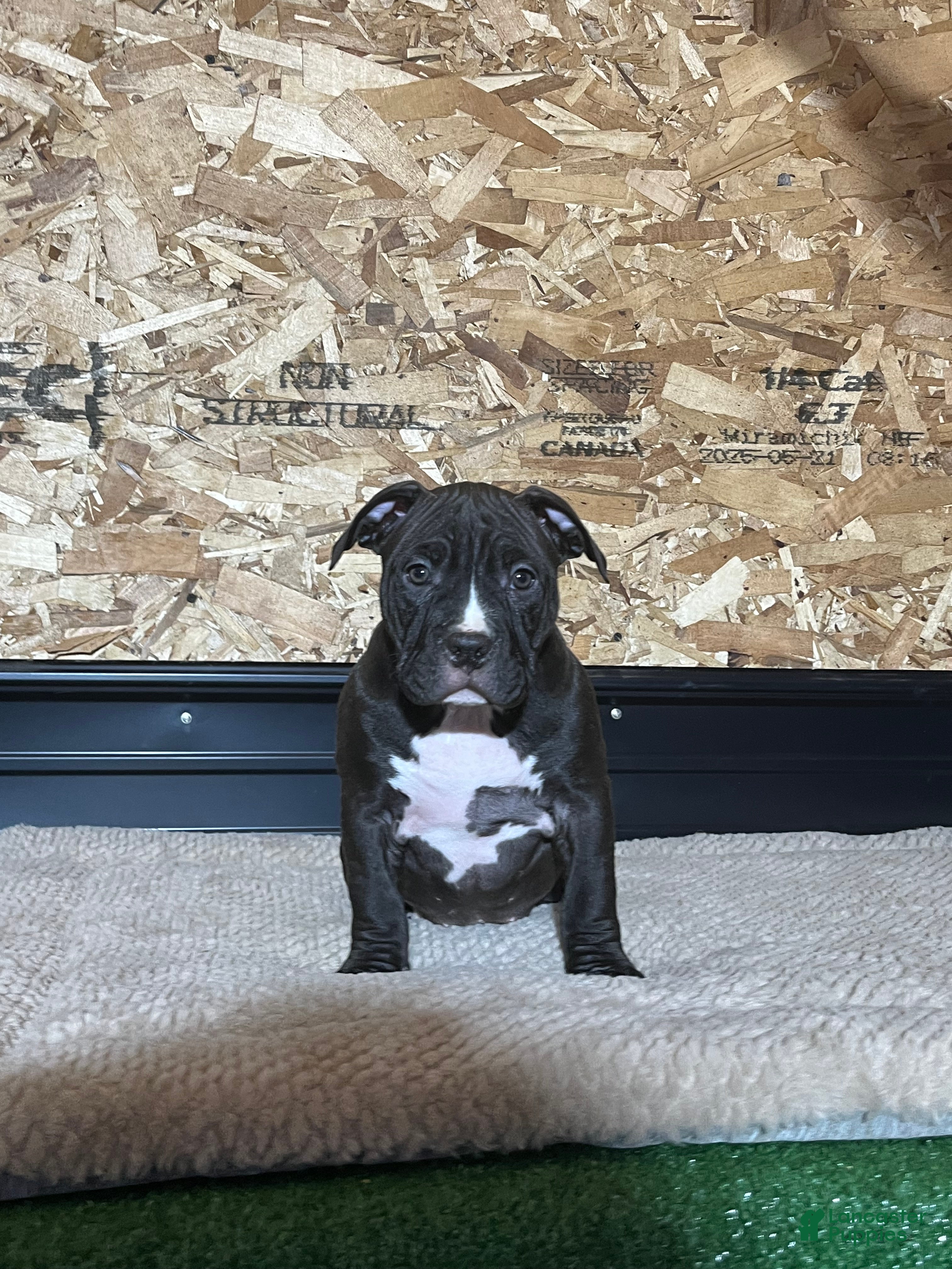 American Bully dogs Raven - Ad 21