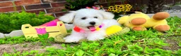 Maltipoo dogs for sale: Snow White - Ad 5