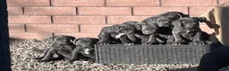 Cane Corso dogs for sale: Cane Corso 8 - Ad 3