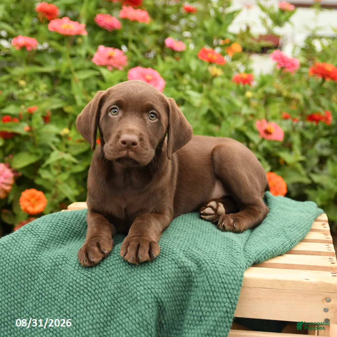 Labrador Retriever dogs for sale: Krissy - Ad 3