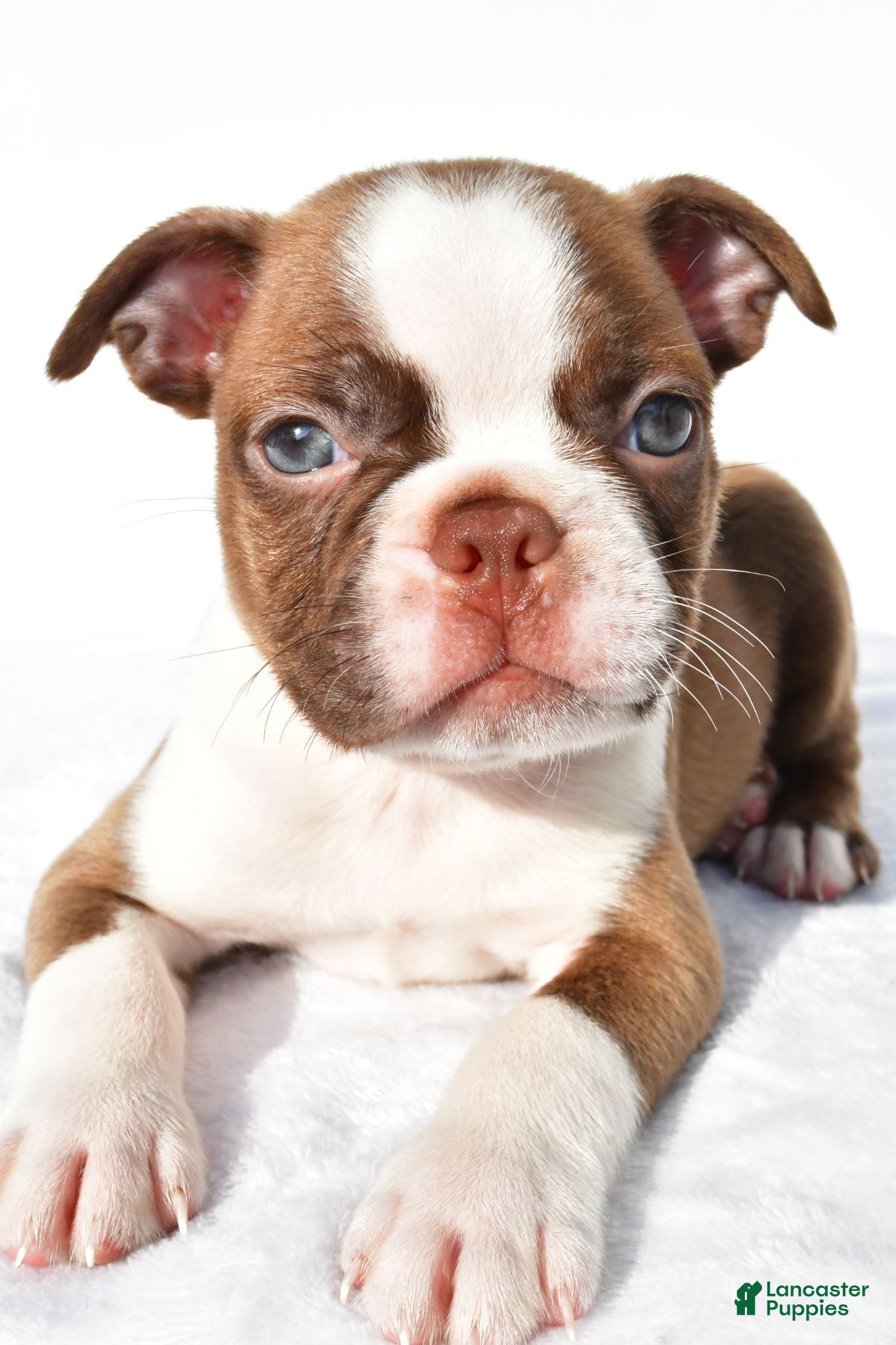 Boston Terrier dogs  Tucker - Ad 2