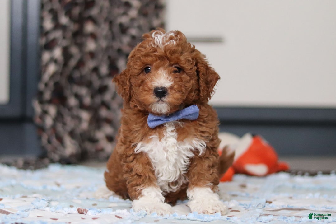 Goldendoodle dogs for sale: Falco - Ad 6