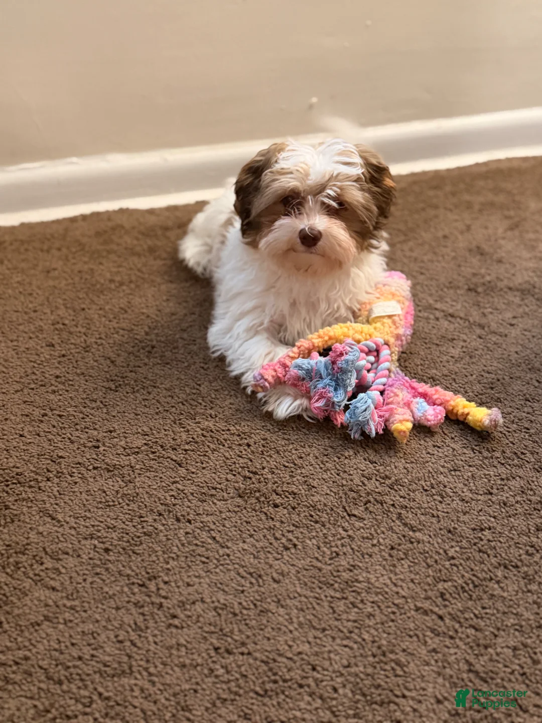 Havanese dogs for sale: Havanese Puppy 1 - Ad 2