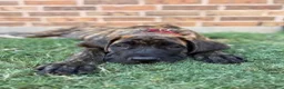 English Mastiff dogs for sale: English Mastiff 2 - Ad 2