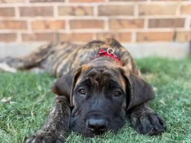 English Mastiff dogs for sale: English Mastiff 1 - Ad 2