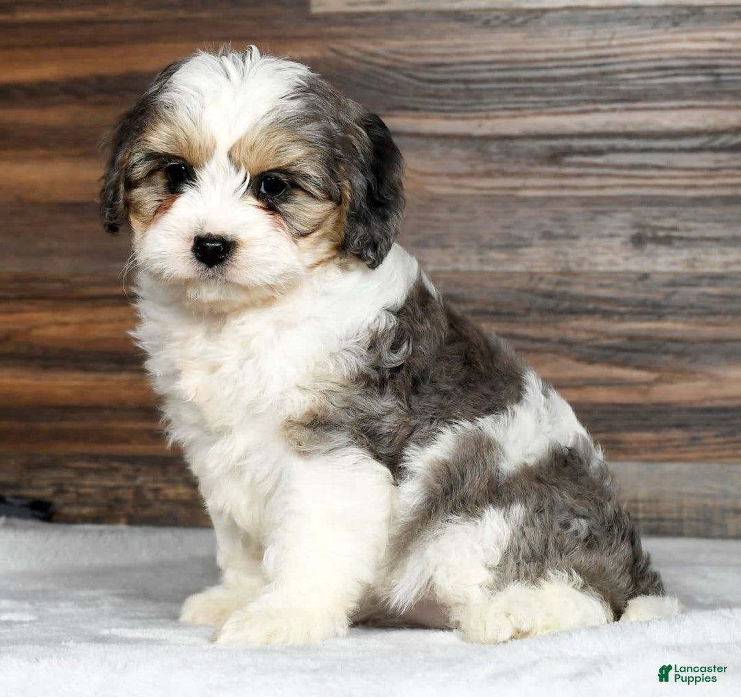 Gallery Image {{count}}