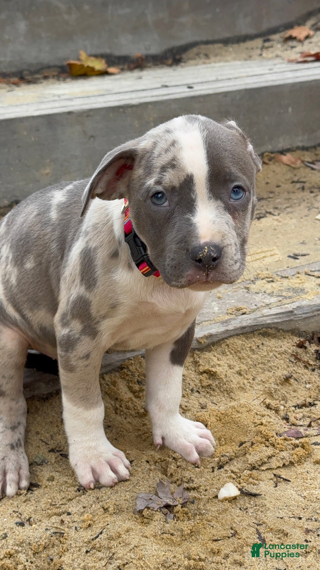American Bully dogs for sale: Greyjoy  - Ad 19